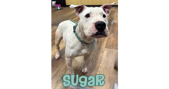 CNHS Features Sugar
